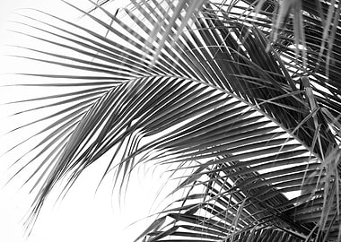 Lush Caribbean Palms 4