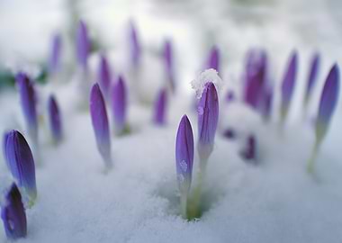 flower snow violet
