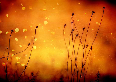 plant light particles