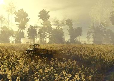 Golden Fields Morning Haze