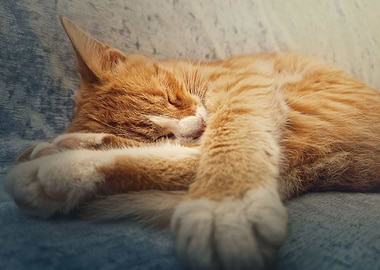 Orange kitten sleeping