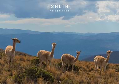 Salta