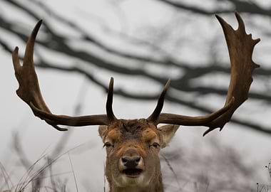 Happy deer with antlers