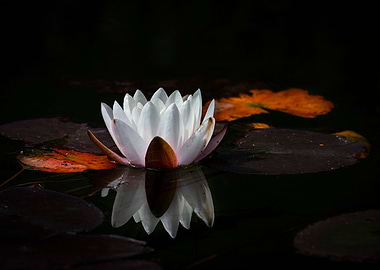 white water lily