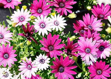 colorful daisy in bloom