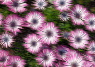 colorful daisy in bloom