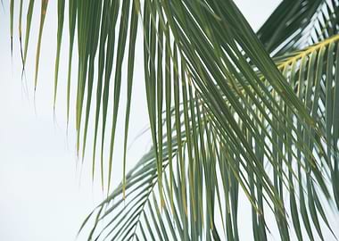 Lush Caribbean Palms 5