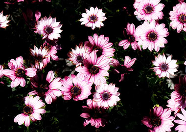 colorful daisy in bloom