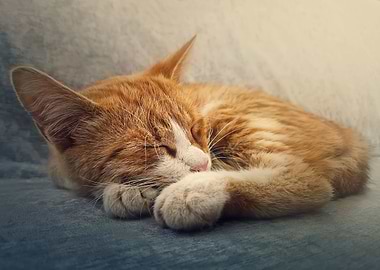 Orange kitten sleeping