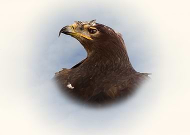 Steppe eagle