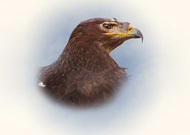 Steppe eagle