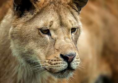 Lion portrait
