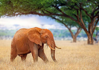 Elephant