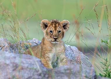Lion cub