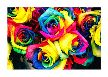 PRIDE Roses