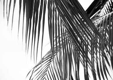 Lush Caribbean Palms 6