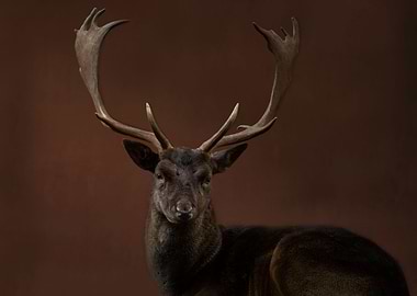 Deer dark brown background