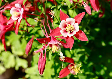 aquilegia flower in bloom