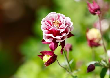 aquilegia flower in bloom