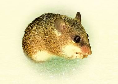 Cairo spiny mouse