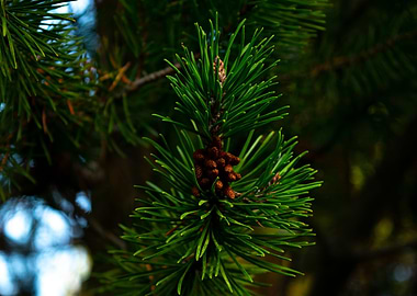 Pine Branch