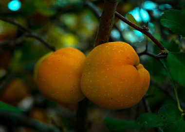 Small fire quince