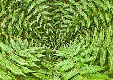 Fern