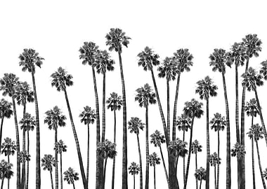 Tropical Palms Jungle 1