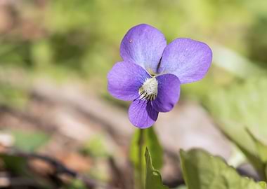 Wild purple violet flower