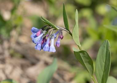 Virginia bluebell flowers