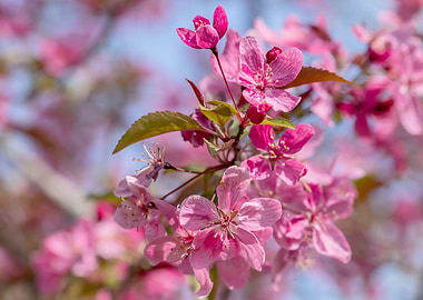 Crab apple blossoms