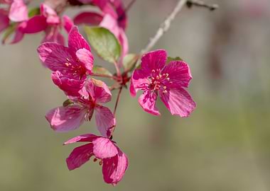 Dark pink crab apple bloom