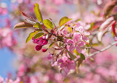 Bunch of crab apple flower