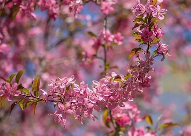 Pink crab apple flowers