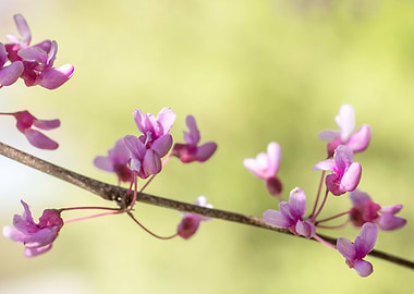 Branch of redbud blossoms