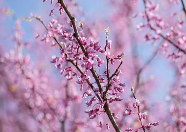 Redbud tree branches