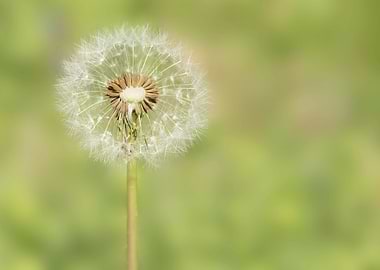 White Dandelion Seed Head