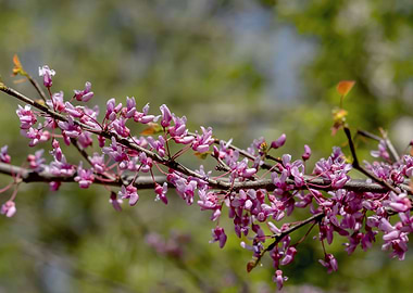 Redbud flowers on green
