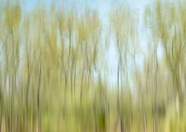 Tree reflections in water