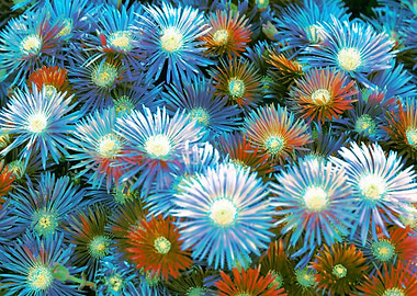 daisy in bloom in spring