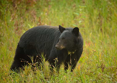 Black Bear