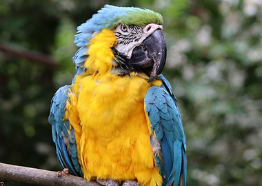 The Blue and Yellow Macaw