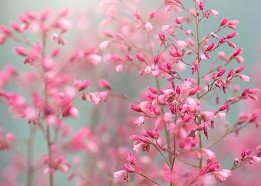 Pink flowers