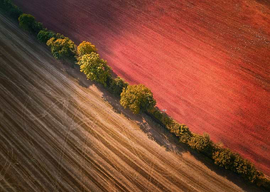 fields and tree