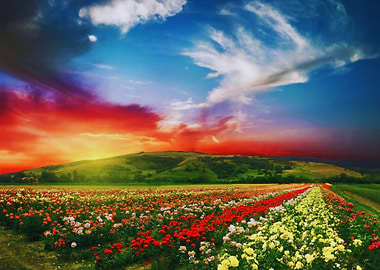 Beautiful Flower View