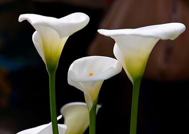 calla lily in the garden