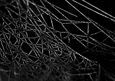 Spider web