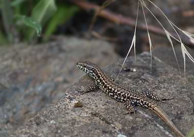 Lizard on a Rock 3