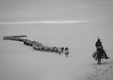 snow herdsman