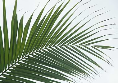 Lush Caribbean Palm 1